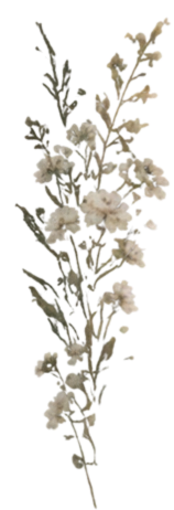 Flower divider
